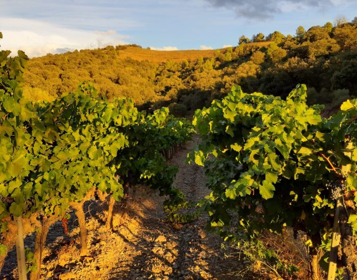 Celler Balaguer 3
