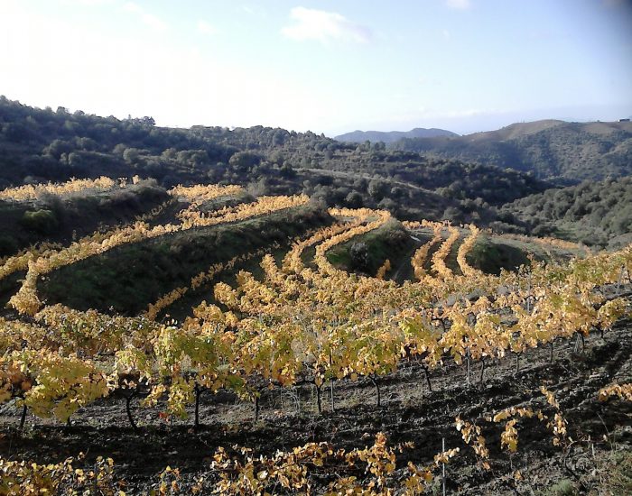 Celler Balaguer